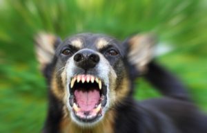 7 Things You Must Do After You're Attacked by a Dog